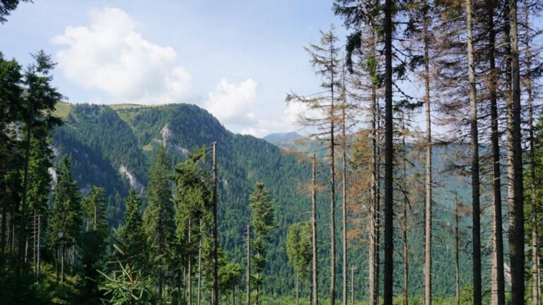 Carpathian Wilderness