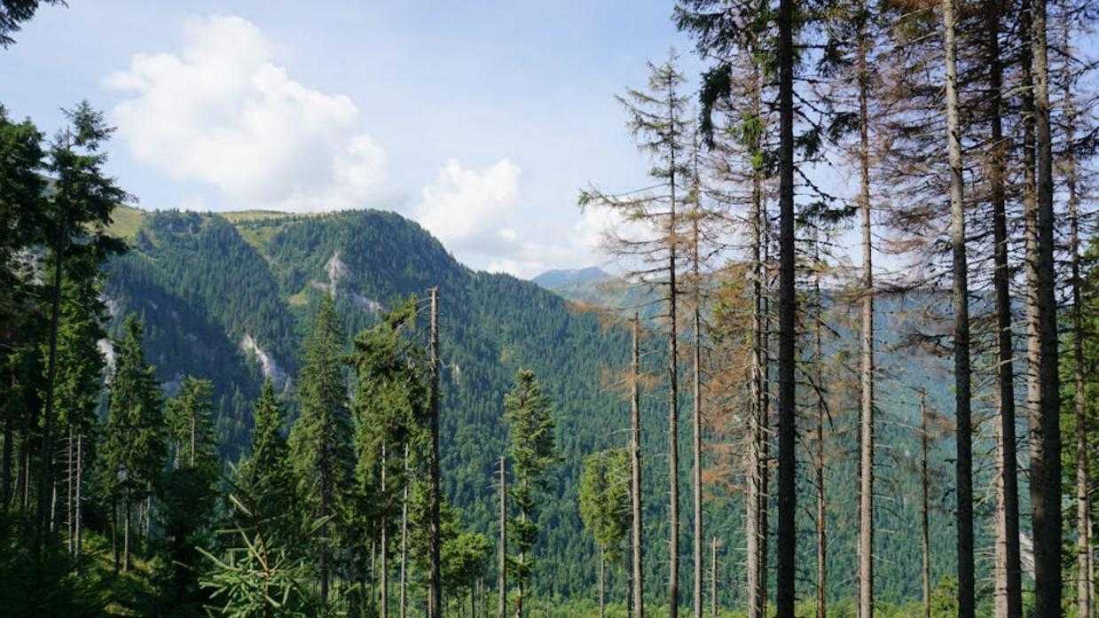 Carpathian Wilderness