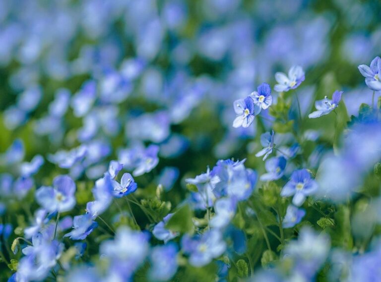 iris and veronica sterling