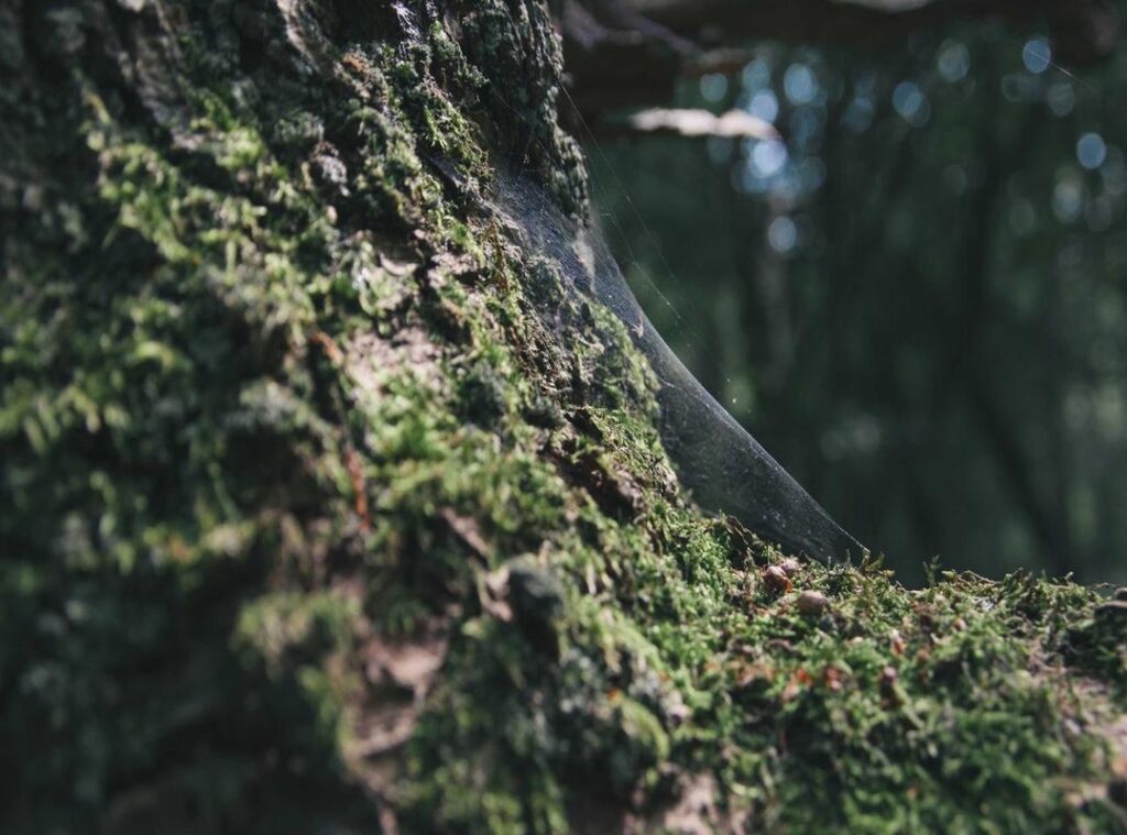 modelcenterlivejasmin