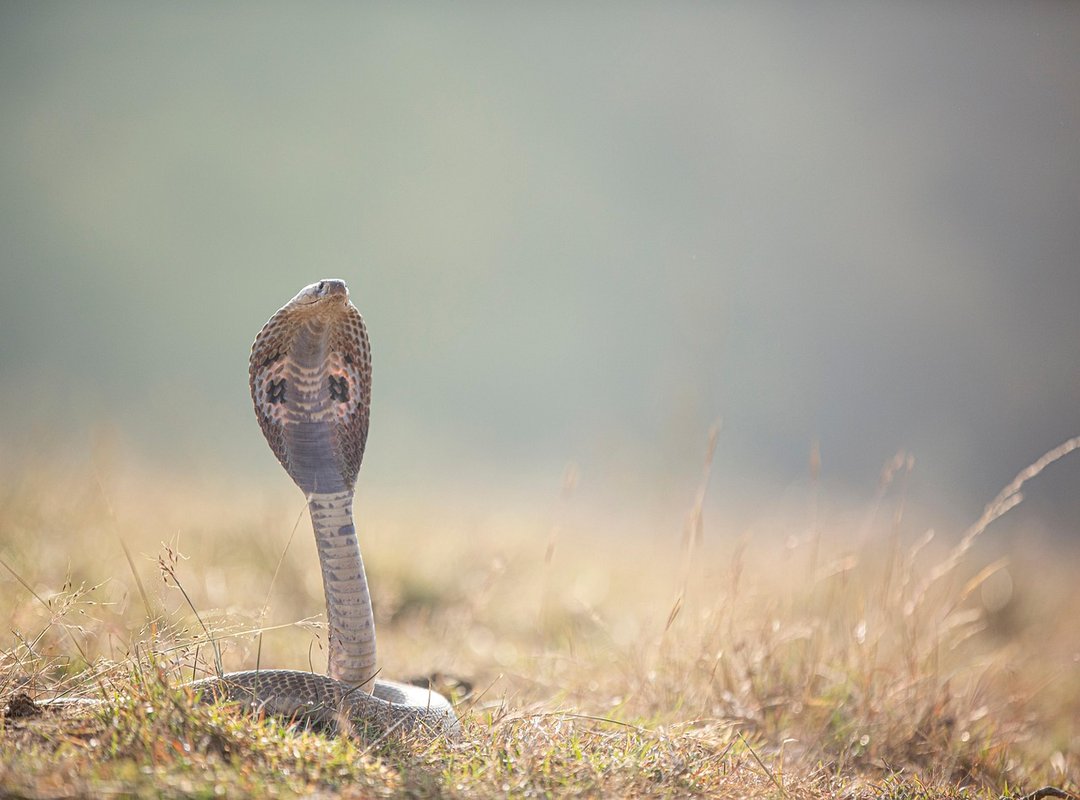 Where in the World Can You See Cobras Safely?